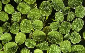 Salvinia: The Perfect Floating Plant for Freshwater Aquariums article image