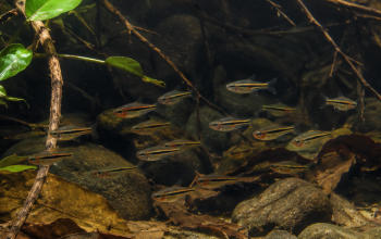 The Benefits of Biotopes in the Aquarium Hobby article image