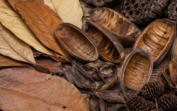 How to Prepare Leaves, Cones, and Pods for a Blackwater Aquarium article image