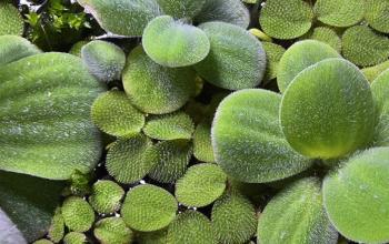 Why Floating Plants Deserve a Place in Every Aquarium article image