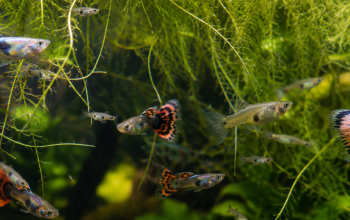 Breeding Livebearers Naturally with the Help of Guppy Grass article image