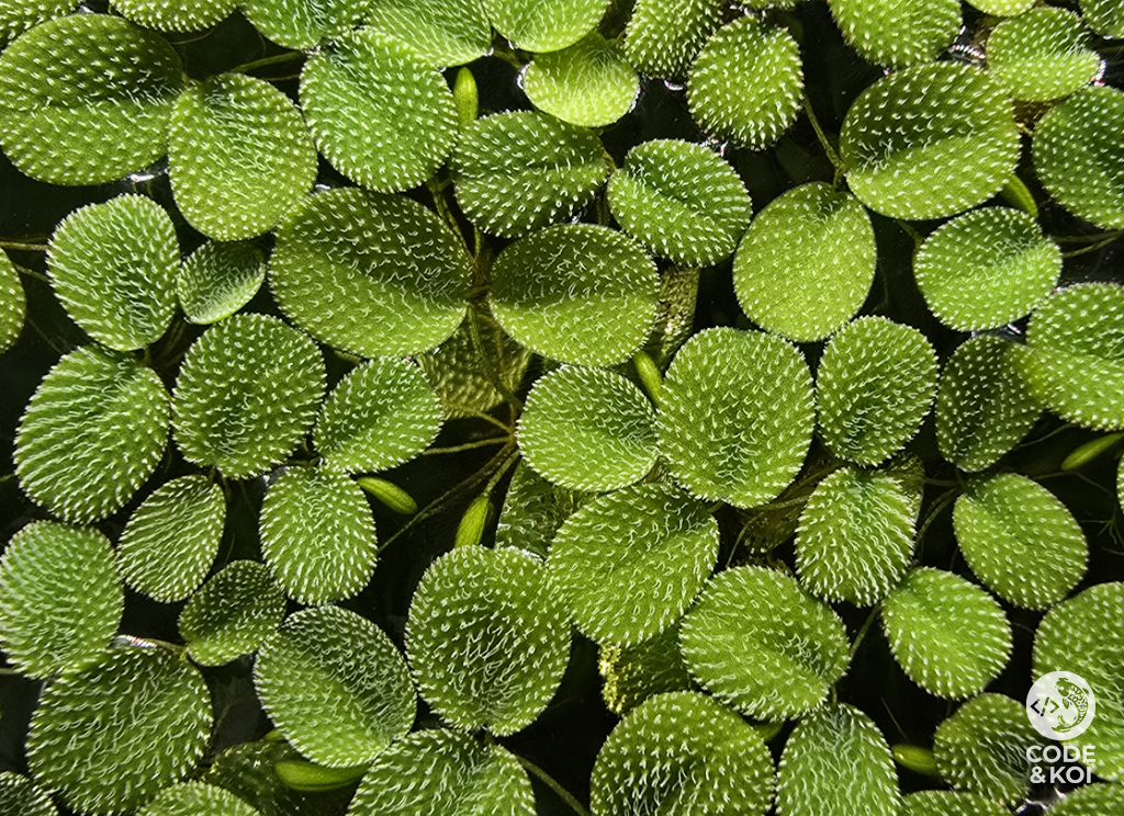 Water Spangles (Salvinia Minima) product photo