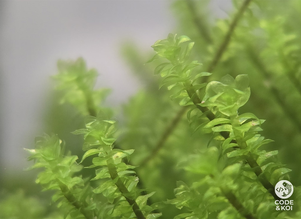 Hooker Moss (Hookeriaceae sp. Distichophyllum) product photo