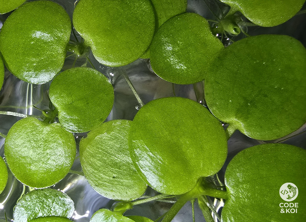 5x Amazon Frogbit product photo