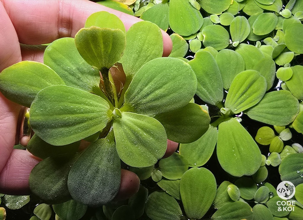 3x Large Dwarf Water Lettuce product photo