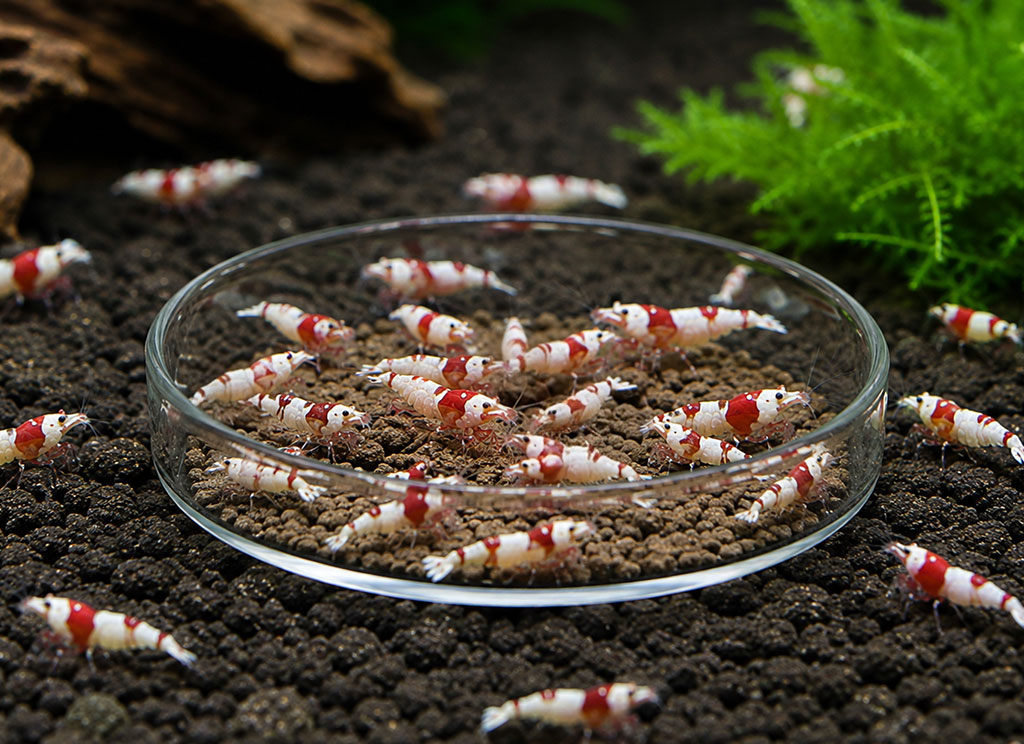 Glass Feeding Dish for Shrimp