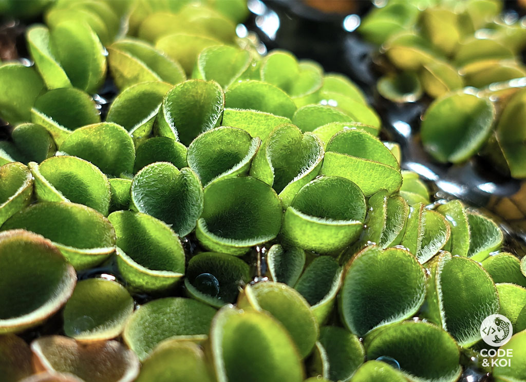 Asian Watermoss (Salvinia Cucullata)